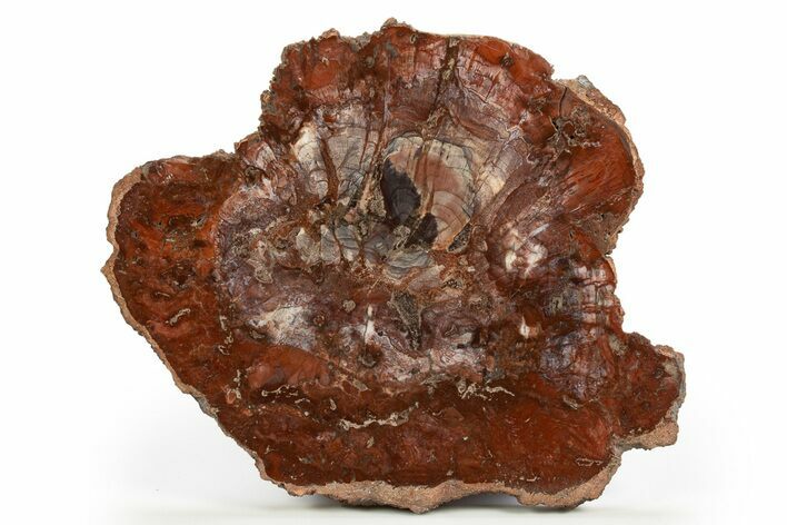 Unusual Petrified Wood Slab From Madagascar - Rare! #318408
